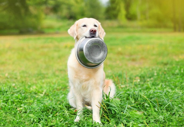 餌入れをくわえた犬