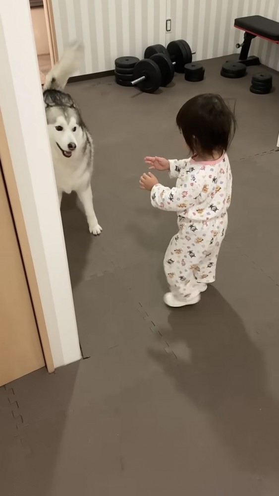 手を伸ばして近づく女の子、笑顔のハスキー