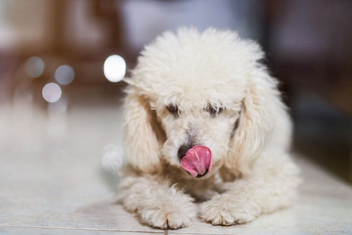 自分の鼻を舐める犬