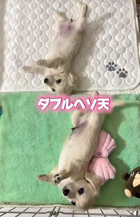 ヘソ天で寝転がる赤ちゃん犬たち