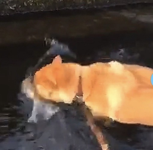 口先を水に突っ込む犬