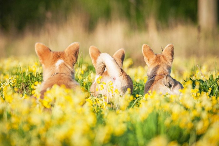 3頭の犬のおしり