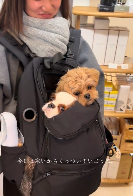 一緒にリュックに入る2匹2