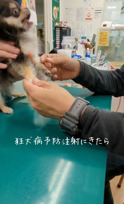 動物病院で初めての注射