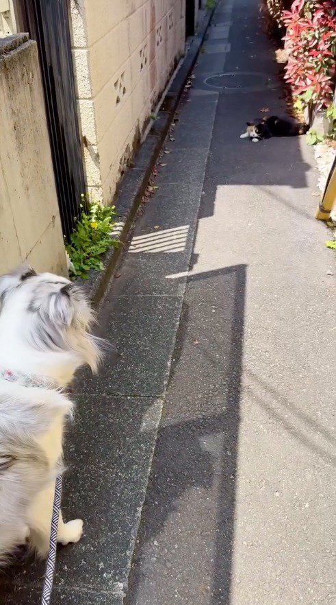 猫の近くに歩いていく犬