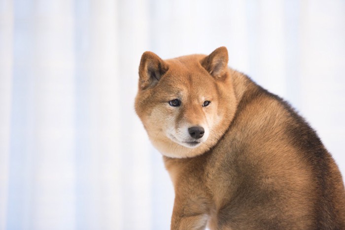 構ってほしそうな犬