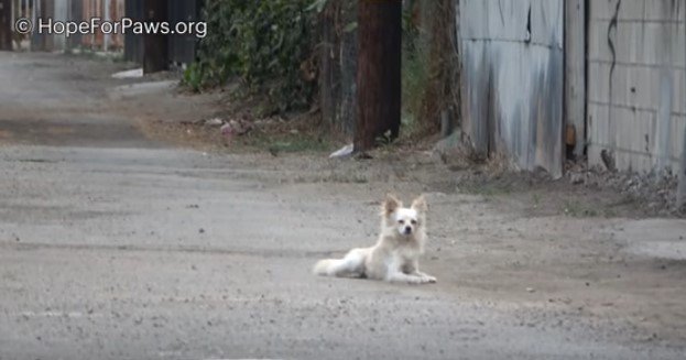 道の真ん中に伏せている犬