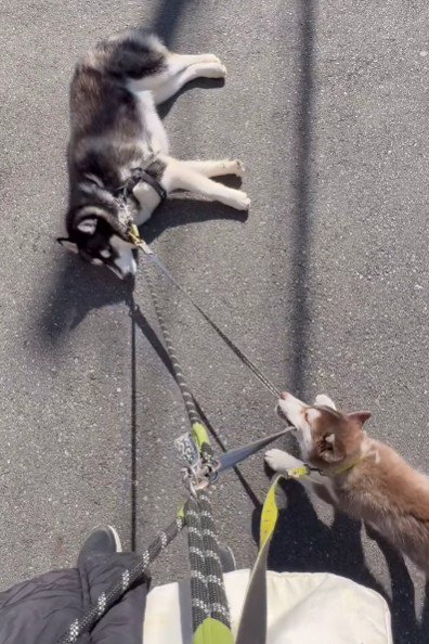 リードを引っ張ってくれるように