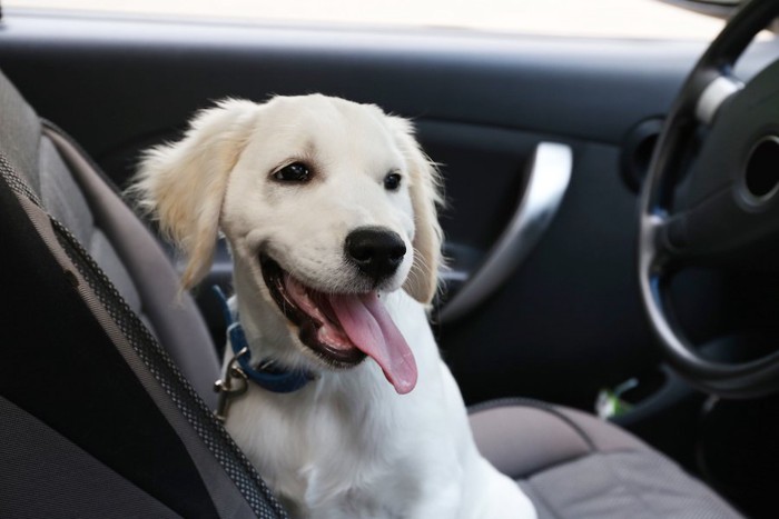 車内のゴールデンレトリバーの子犬