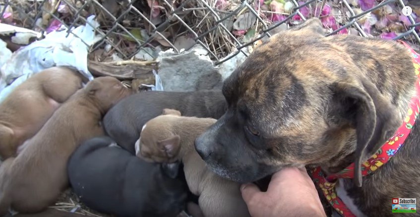 子犬たちを見る犬