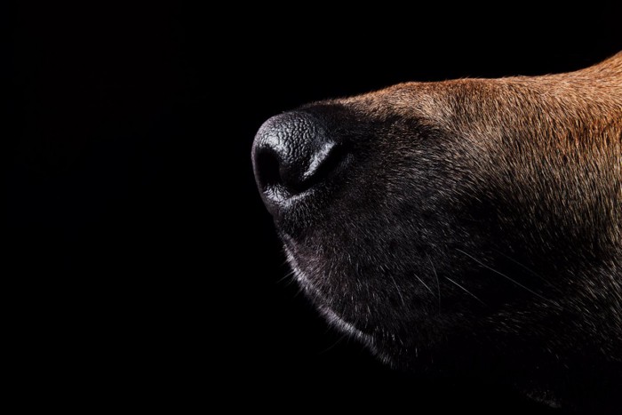 犬の鼻先のクローズアップ