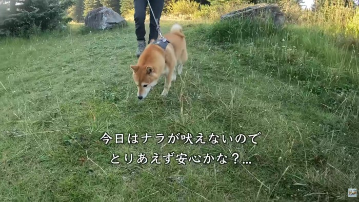 朝は大丈夫だったそう