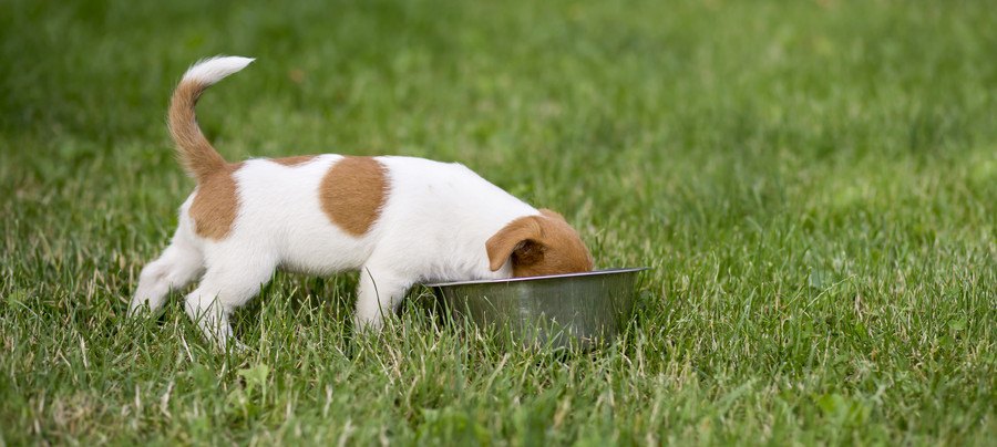 器に顔を突っ込んで食べる犬