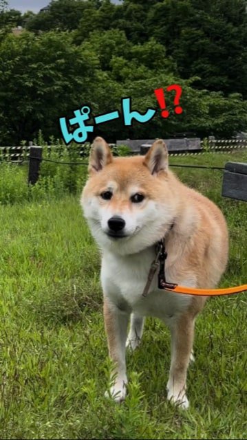 ピストルの音にびっくりする犬