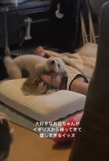 甘えるワンコ