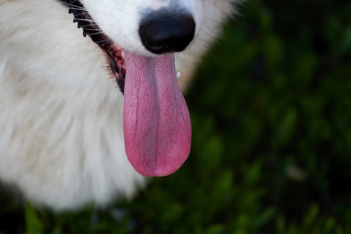 伸びた犬の舌