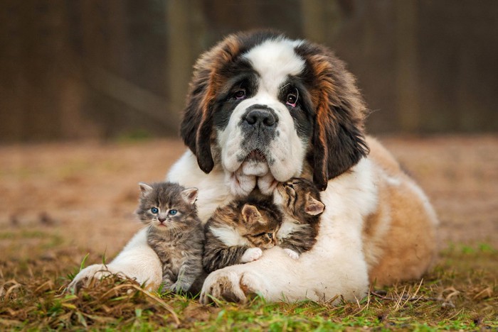 セントバーナードと子猫たち