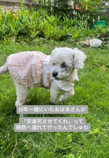 安楽死を望まれていたところ…