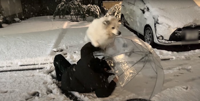 飼い主の上を飛び越えようとする犬