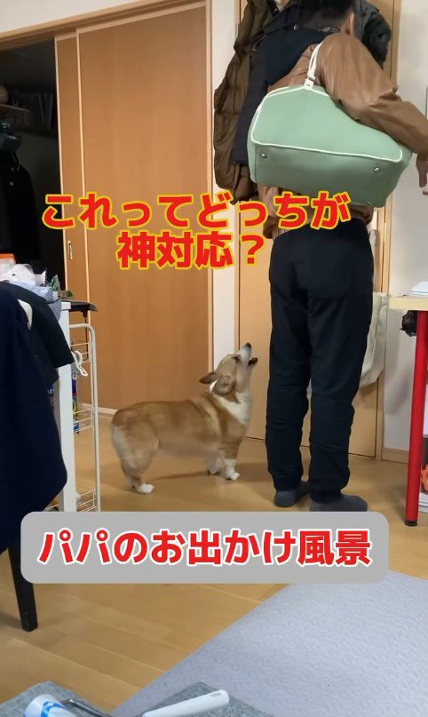 外出時のチリちゃんの対応の違い2