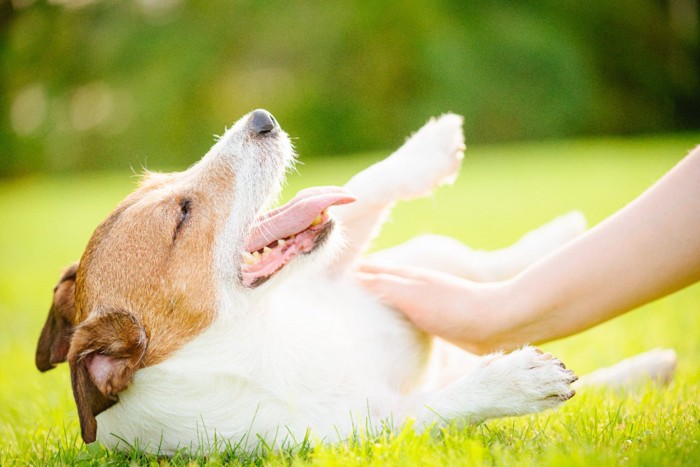 へそ天で撫でられる犬