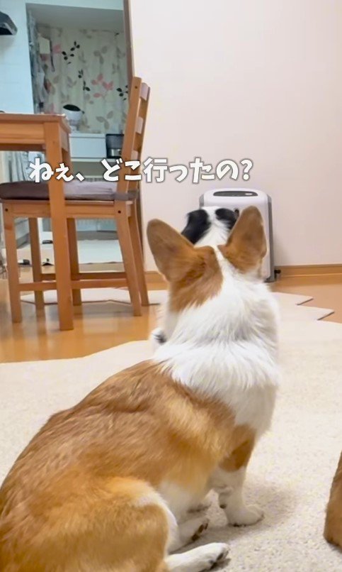 ココちゃんたちとお兄ちゃんの再会4