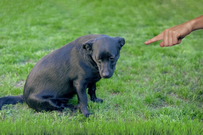 叱られている犬犬