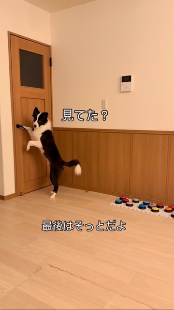 飼い主さんを見るボーダーコリー