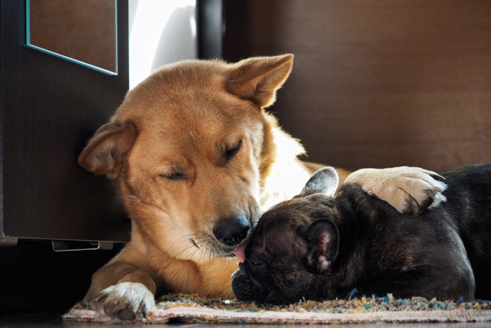 黒い犬の顔を舐める茶の犬