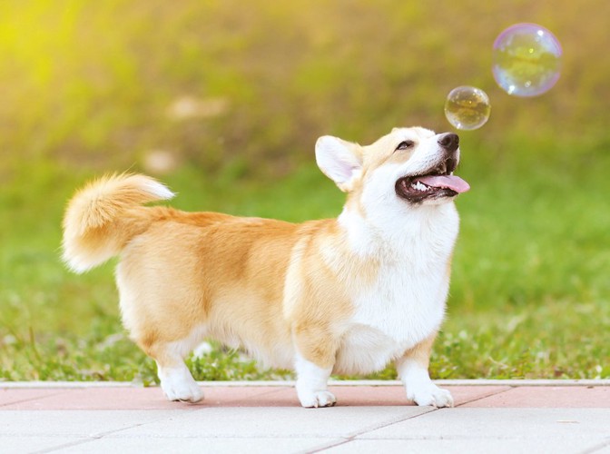 シャボン玉を見上げているコーギー犬