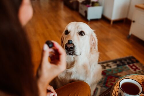犬にブルーベリーを与える女性