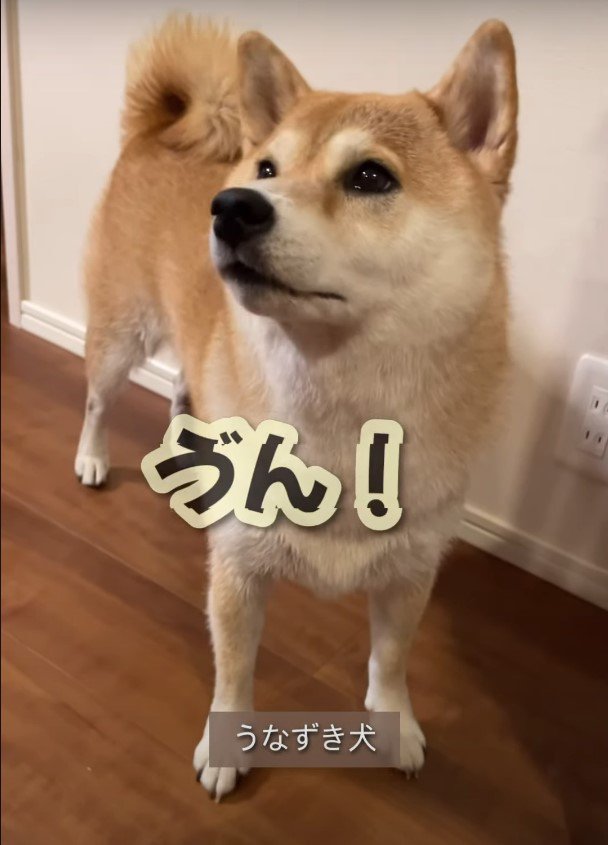 うん！と返事をする犬