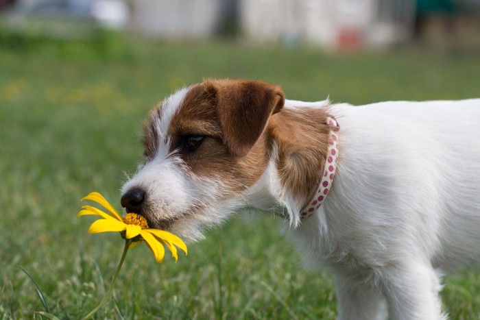 花のニオイを嗅ぐ犬
