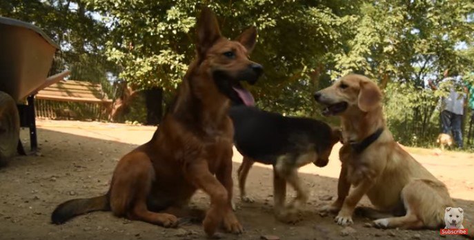 足をケガした犬と仲間たち