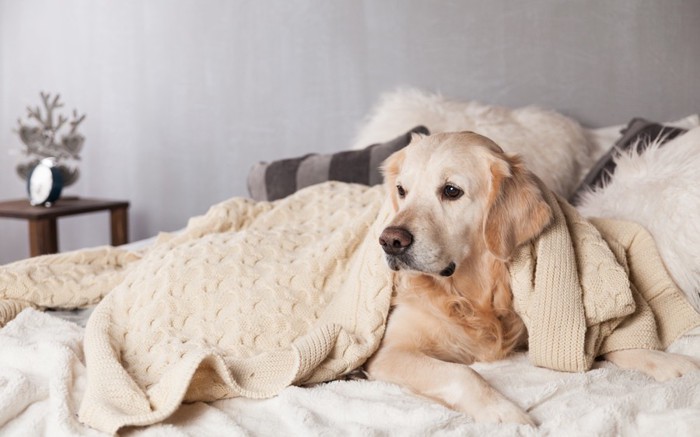 ベッドで休んでいる犬