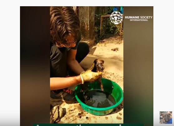 子犬の顔が見えてくる