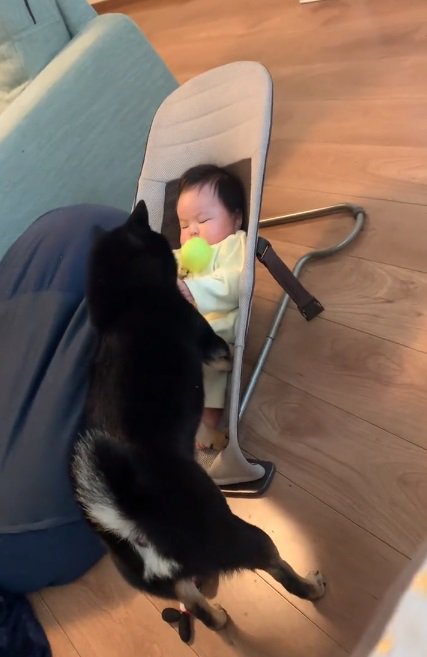 ボールを落とす柴犬さん