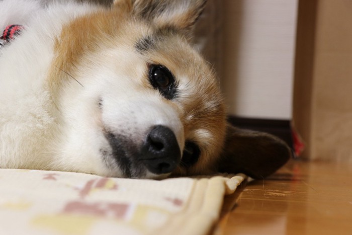 元気がなさそうに横たわる犬