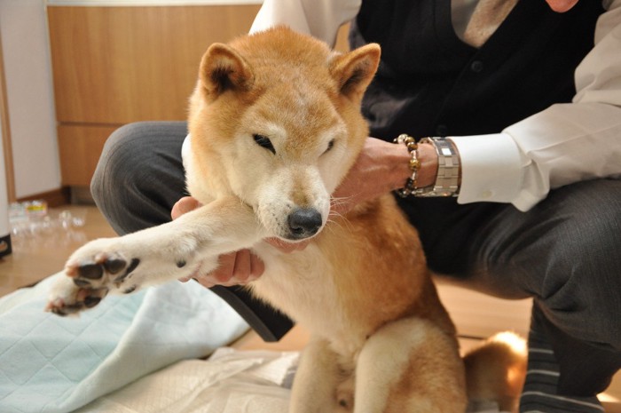 柴犬、後ろにしゃがんで支える人