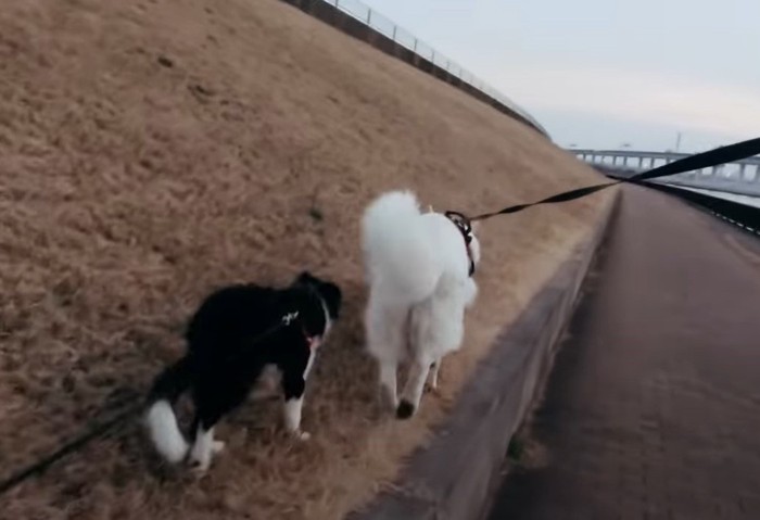 並んで歩く犬の後ろ姿