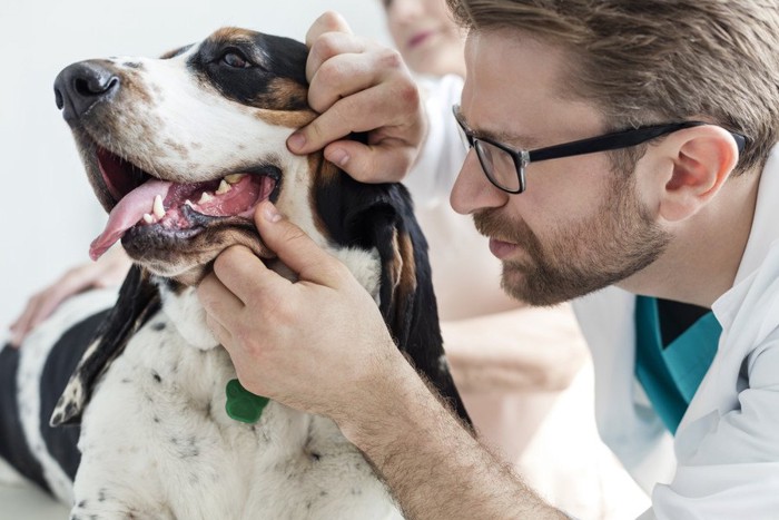 犬の口内を診る医者