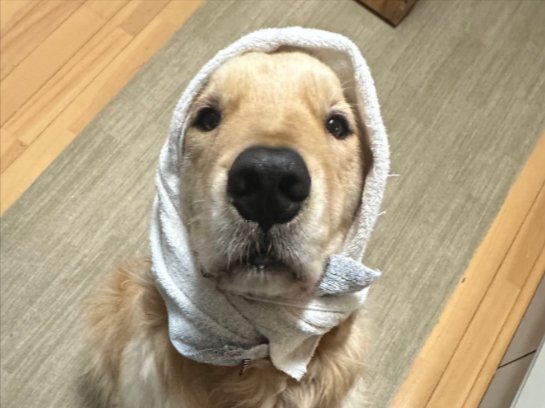 わんぱくな