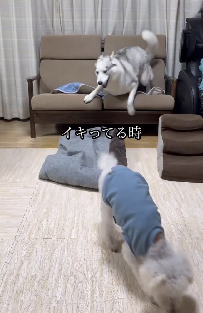 ソファから飛び降りる犬