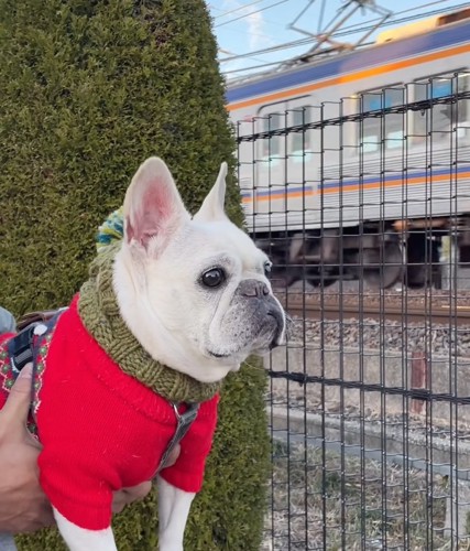 電車を眺めるこいもちゃん