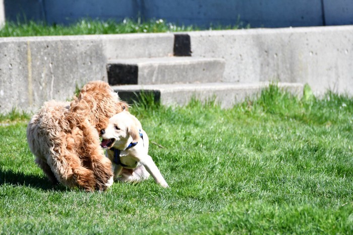 激しくじゃれ合う犬たち