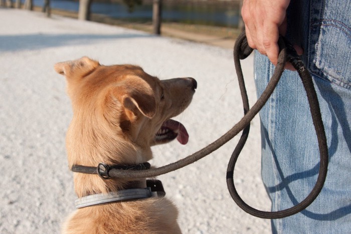 人の足元の横に並ぶ茶の犬