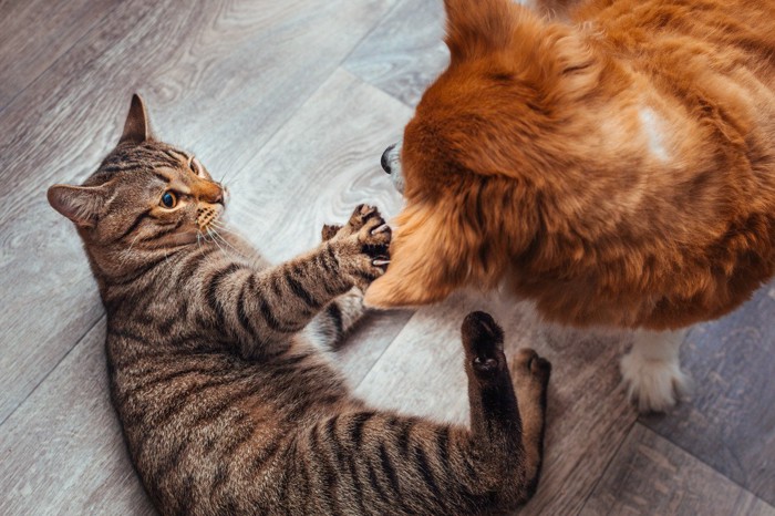 犬に手を伸ばす猫