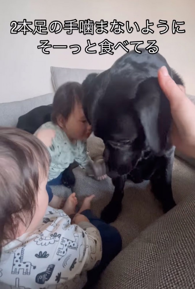 頭を撫でられる犬