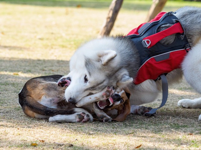 相手の足を噛む白い犬