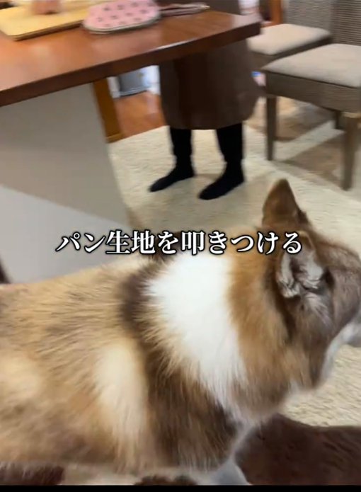 歩く犬